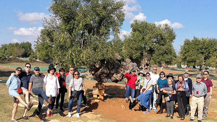 Millenia-old olive trees which still give us excellent olive oil!